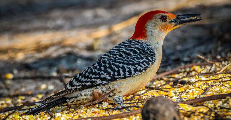 Why A Red-Bellied Woodpecker Keeps Showing Up In Your New York Yard