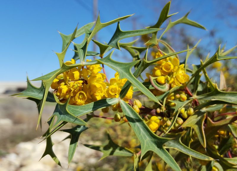 Why Agarita Stays Put While Other Wildlife Shrubs Spread Everywhere Why Agarita Stays Put While Other Wildlife Shrubs Spread Everywhere