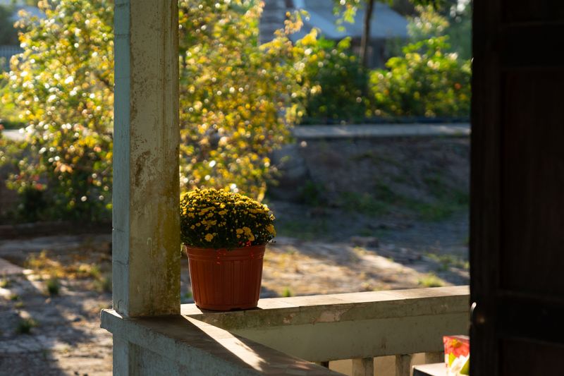 Why Alabama Afternoons Are Harsh On Porch Plants