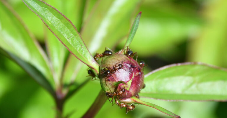 Why Ants Cover Kentucky Peonies Every Spring, And What It Means For Your Blooms