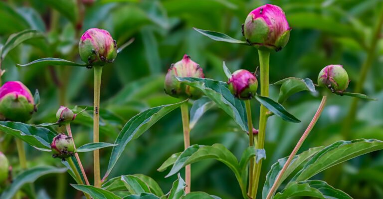 Why Ants Cover Missouri Peonies And What It Actually Means For The Plant