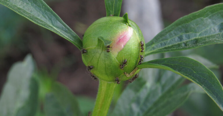 Why Ants Cover Wisconsin Peonies, And What It Actually Means For The Plant
