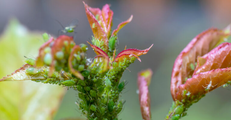 Why Aphid Numbers Rise So Fast In Virginia Gardens Every July, And What Actually Helps