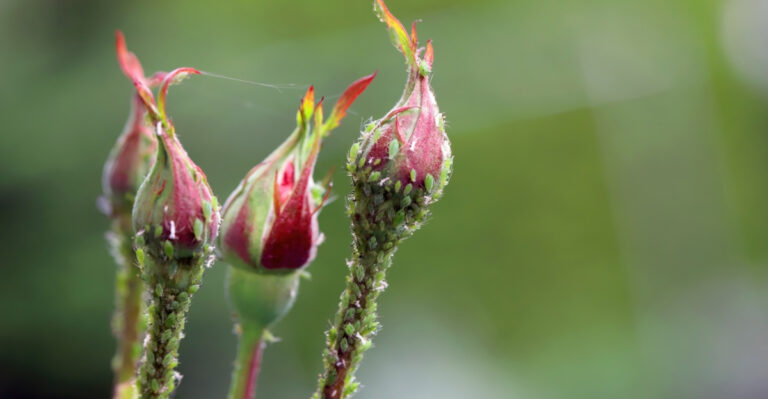 The Hidden Reasons Aphids Swarm Illinois Gardens Each July, And The Overlooked Fix That Works