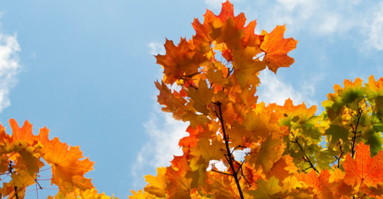 Why Are Vermont’s Maples Changing Color In The Middle Of Summer