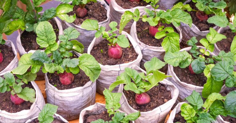 vegetables (featured image)