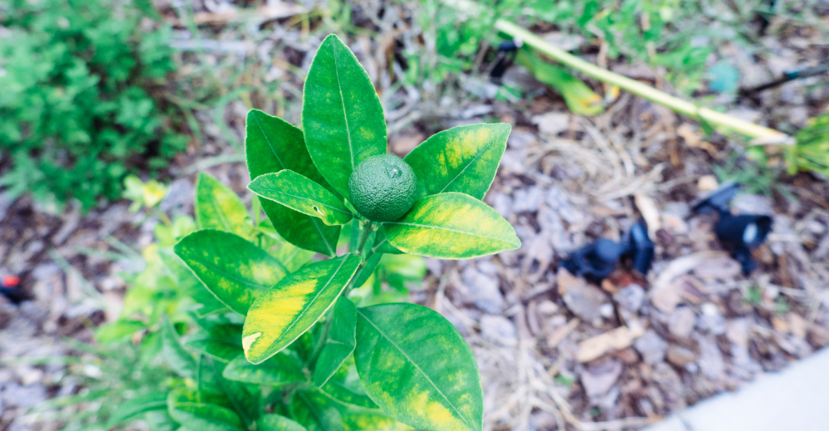 citrus tree (featured image)