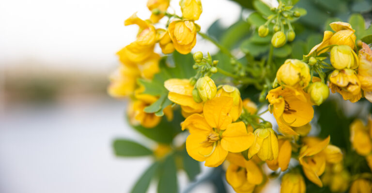 desert senna (featured image)