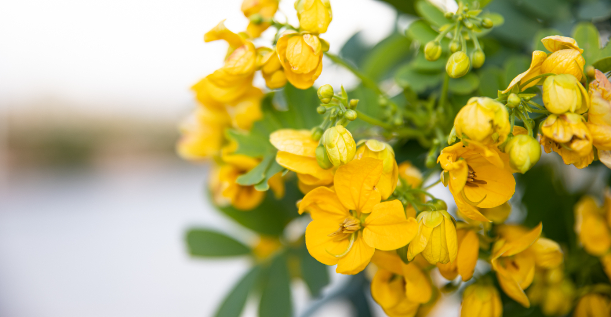 desert senna (featured image)