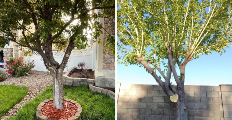Why Arizona Gardeners Are Thinning Desert Tree Canopies Before Monsoon Storms