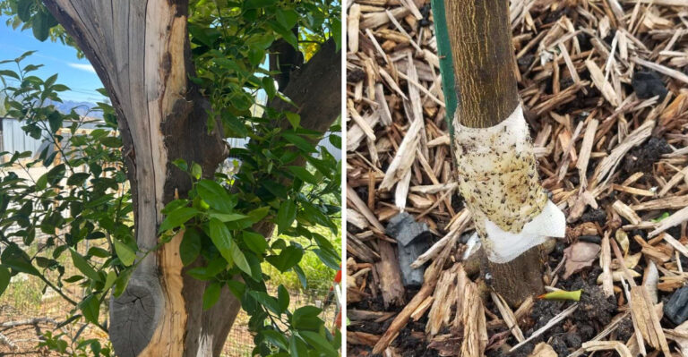 Why Arizona Gardeners Paint Citrus Tree Trunks White Before August