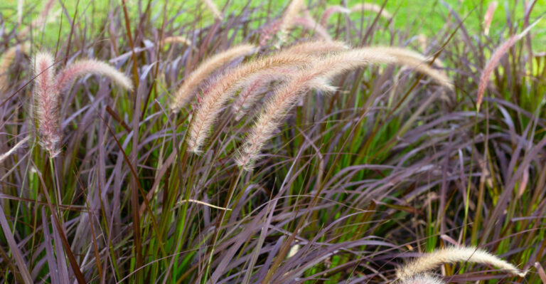 grass (featured image)