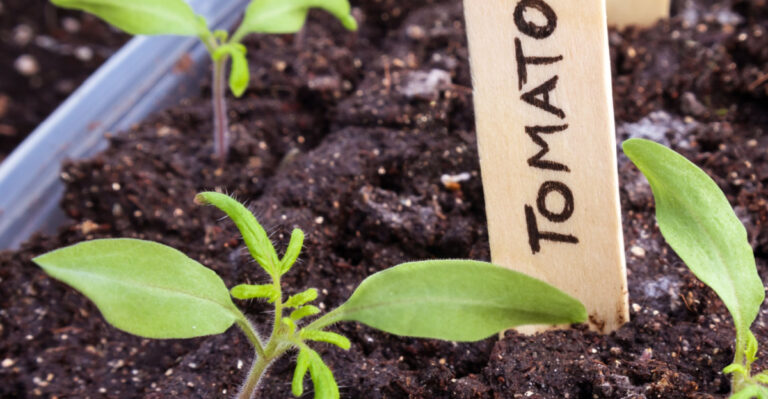 Why Arizona Gardeners Start Fall Tomato Seeds Indoors During Extreme July Heat