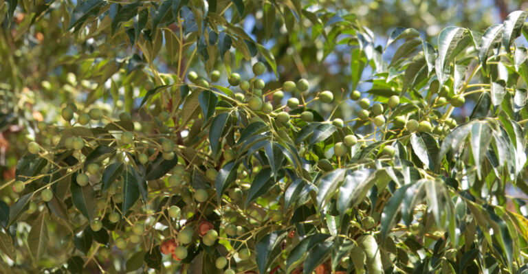 tree (featured image)