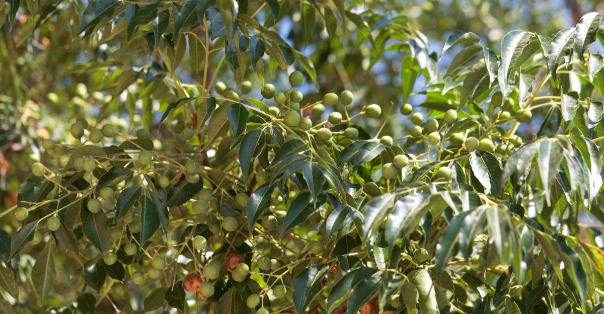 tree (featured image)