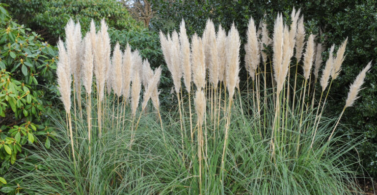 pampas grass (featured image)