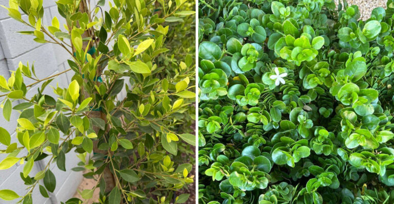 Why Arizona Homeowners Should Stop Ignoring Yellowing On Their Desert Shrubs