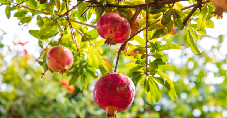 Pomegranate tree (featured image)