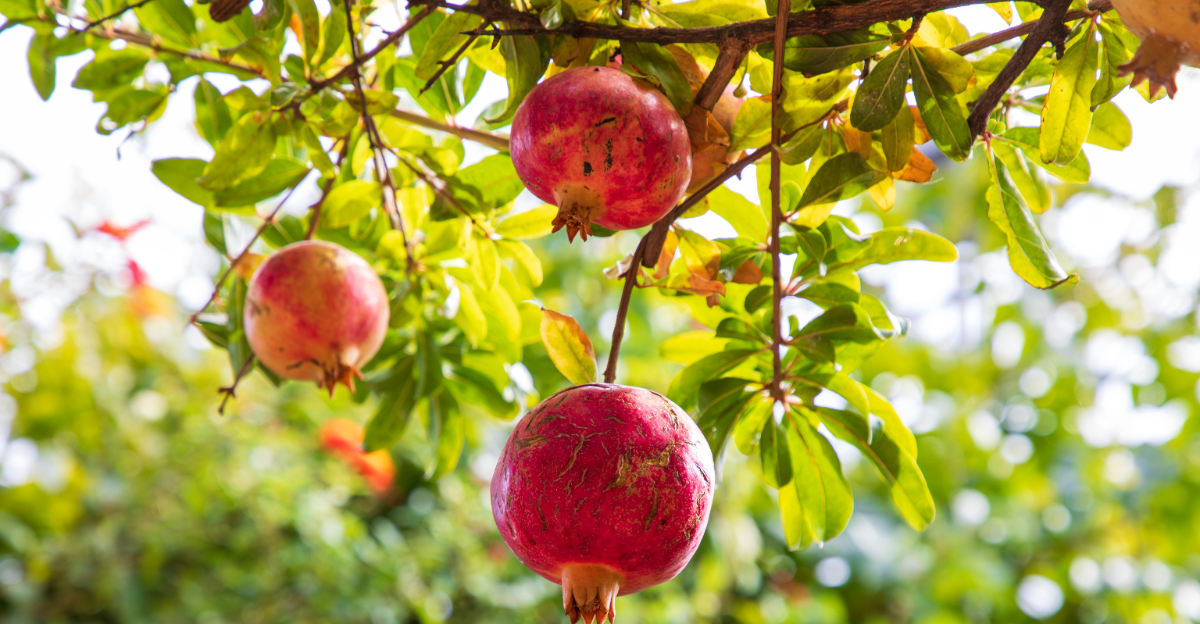 Pomegranate tree (featured image)