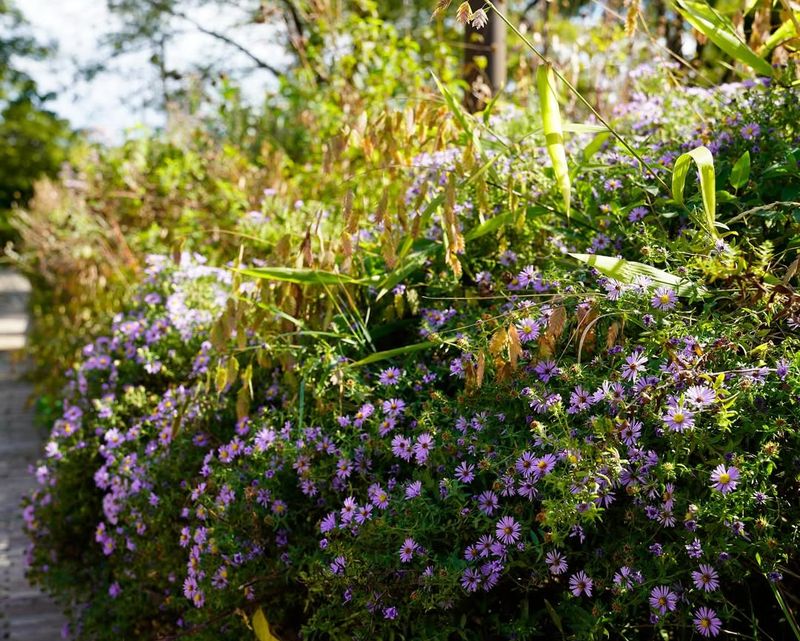 Why Aromatic Aster Works So Well In Sunny Borders