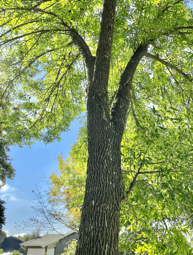 Why Ash Trees Are So Common In Kentucky Yards