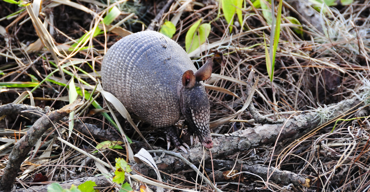 armadillo