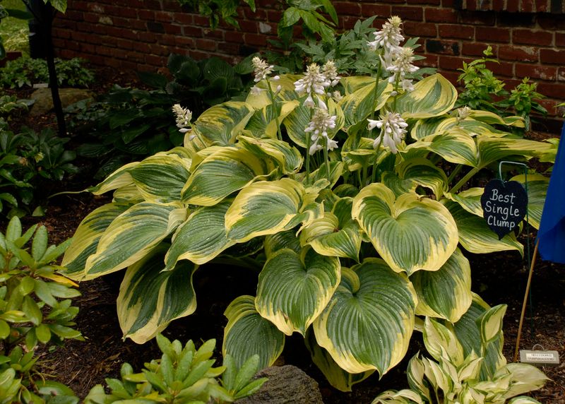 Why August Heat Is So Hard On Texas Hostas Why August Heat Is So Hard On Texas Hostas