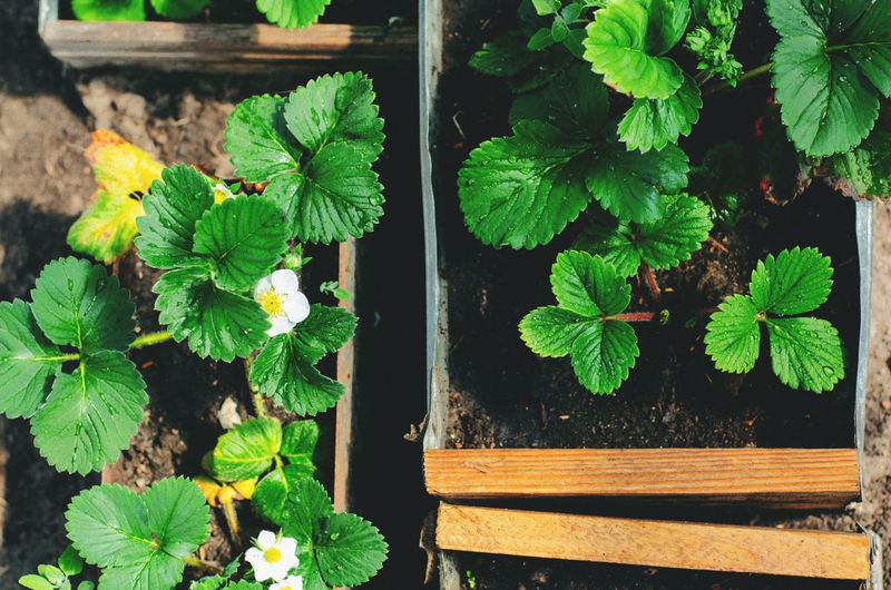 Why August Is A Critical Month For Strawberry Beds Why August Is A Critical Month For Strawberry Beds