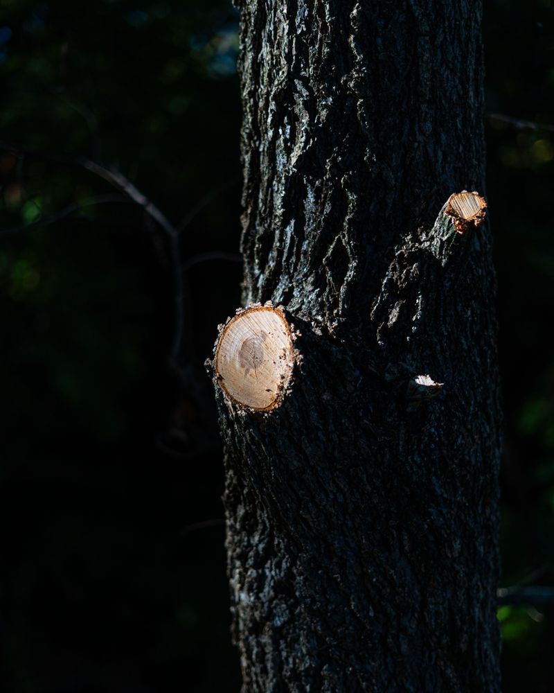 Why August Is A Safer Month To Prune Texas Oak Trees Why August Is A Safer Month To Prune Texas Oak Trees