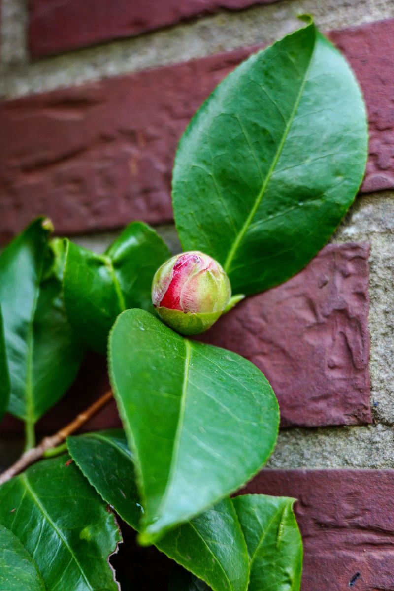 Why August Is Critical For Camellia Bud Development Why August Is Critical For Camellia Bud Development