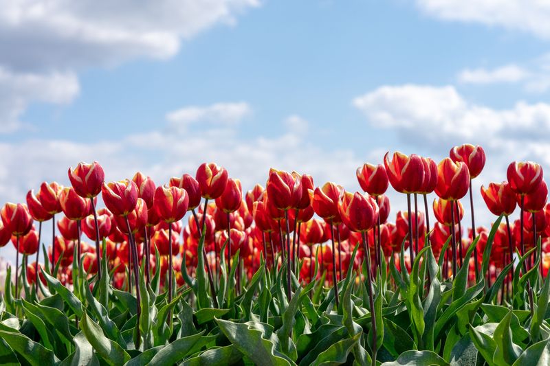 Why August Is The Best Time To Plan Your Spring Bulb Display Why August Is The Best Time To Plan Your Spring Bulb Display