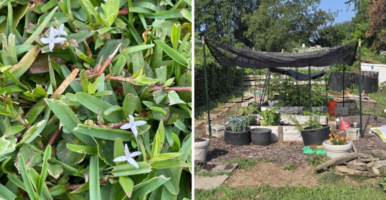weeds in garden and vegetable garden protection