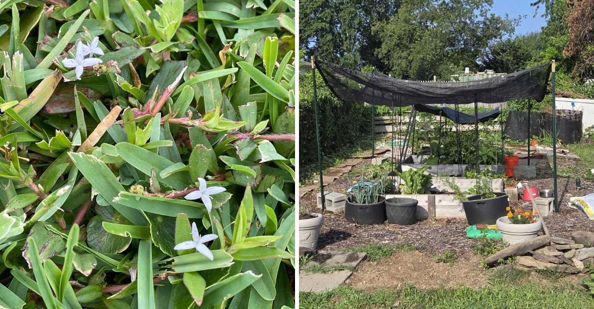 weeds in garden and vegetable garden protection
