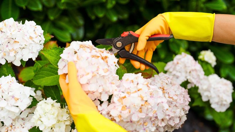 Why August Pruning Can Eliminate Next Year's Flowers Why August Pruning Can Eliminate Next Year's Flowers