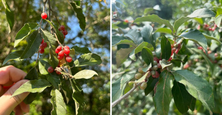 Why Autumn Olive Seedlings Keep Appearing In Michigan Yards Even If You Never Planted One
