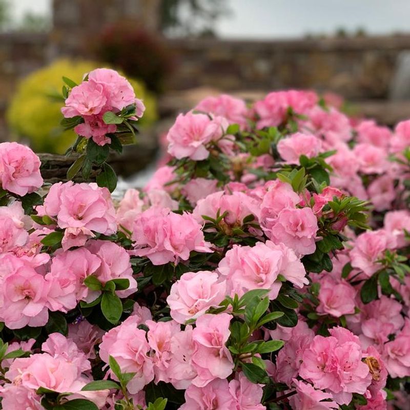 Why Azaleas Are Risky For Pets Why Azaleas Are Risky For Pets