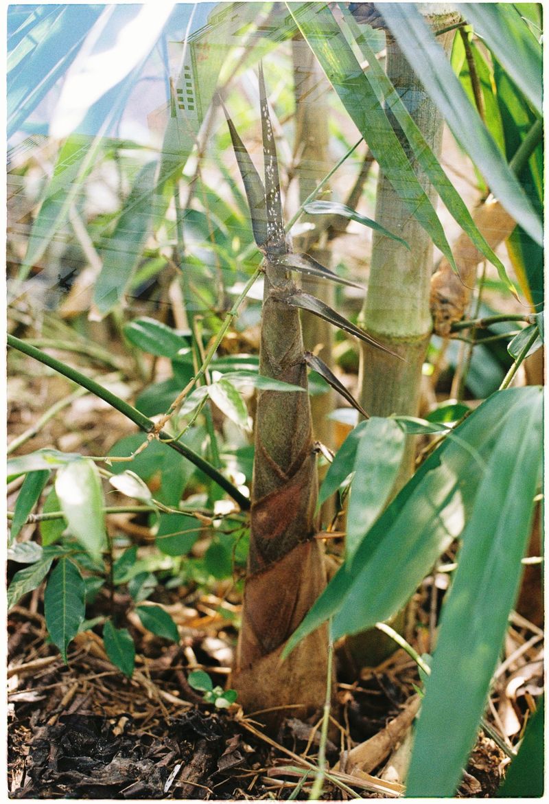 Why Bamboo Rhizomes Are Such A Neighbor Problem