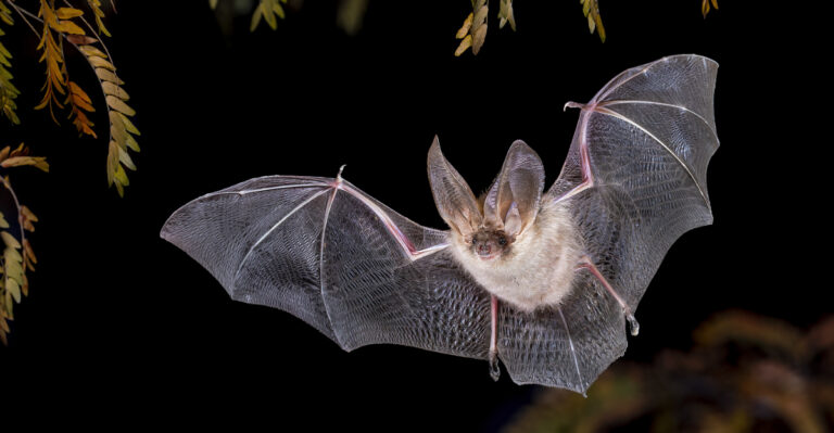 Why Bats Show Up In Minnesota Yards At Dusk