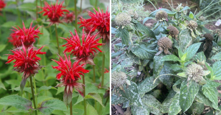 Why Bee Balm Leaves Turn Gray In Michigan Gardens By Late Summer
