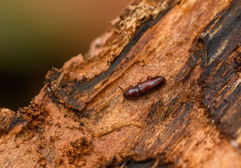 Why Beetle Activity Drops During Summer Heat Why Beetle Activity Drops During Summer Heat