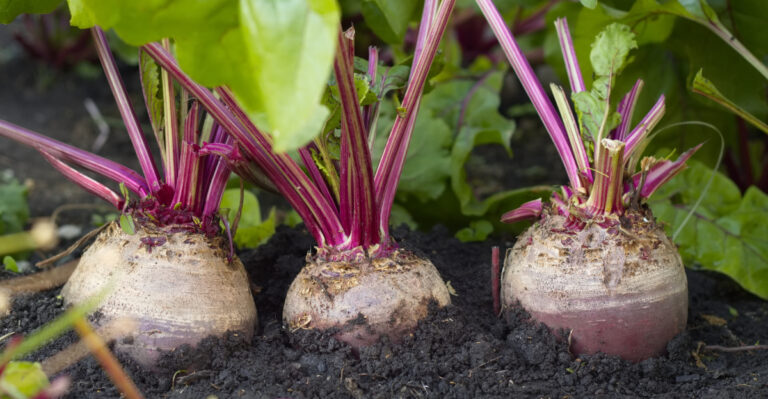 beets