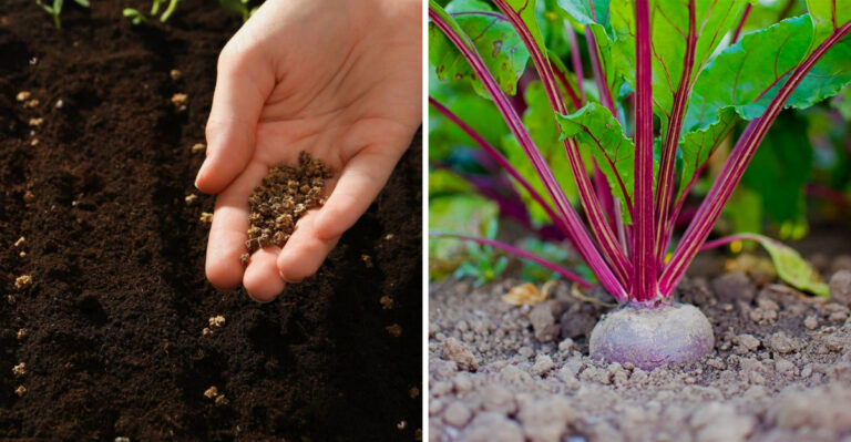 Why Beets Should Be Seeded In August For Sweet Michigan Fall Roots And Greens
