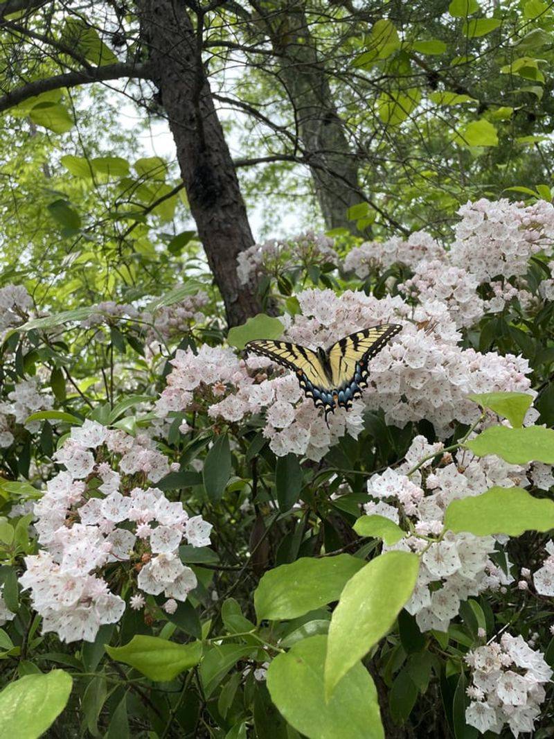 Why Birds And Pollinators Depend On It All Year Why Birds And Pollinators Depend On It All Year