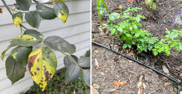 Why Black Spots Are Appearing On Georgia Rose Leaves This Summer