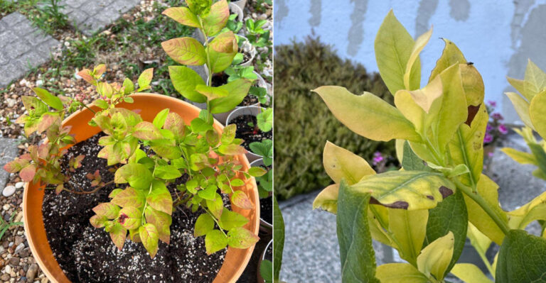 Why Blueberry Leaves Turn Yellow In California And How To Fix It