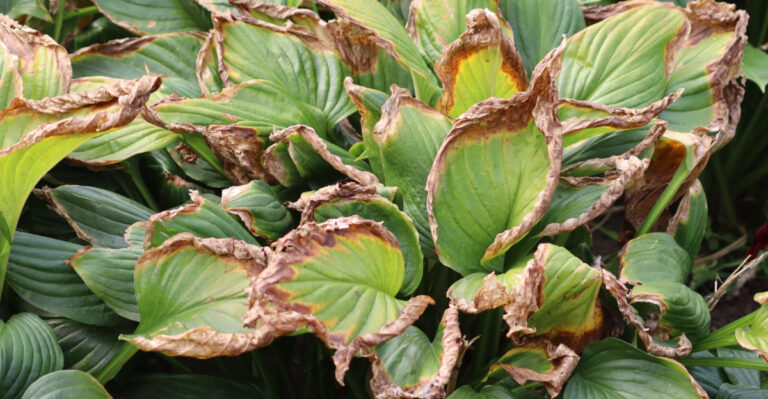 Why Brown-Edged Hosta Leaves Appear In New York And What Causes Them