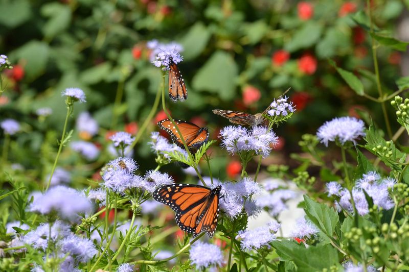 Why Butterflies Gather Around It