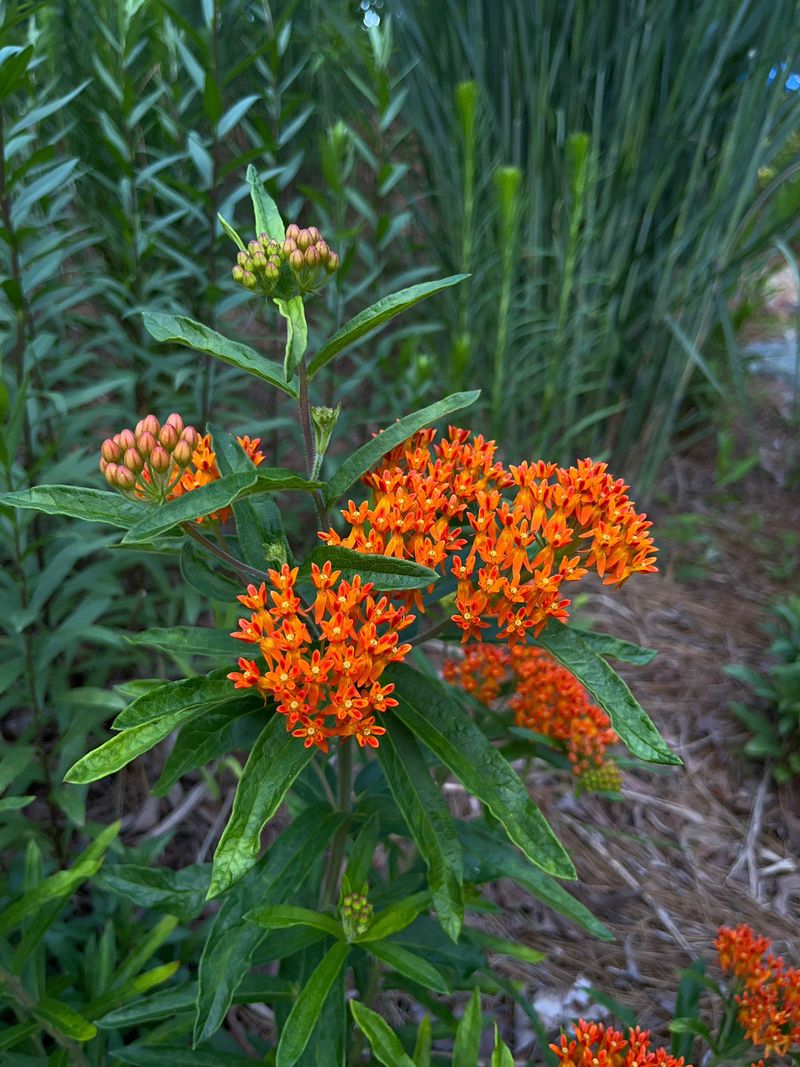 Why Butterfly Weed Works in Many Yards