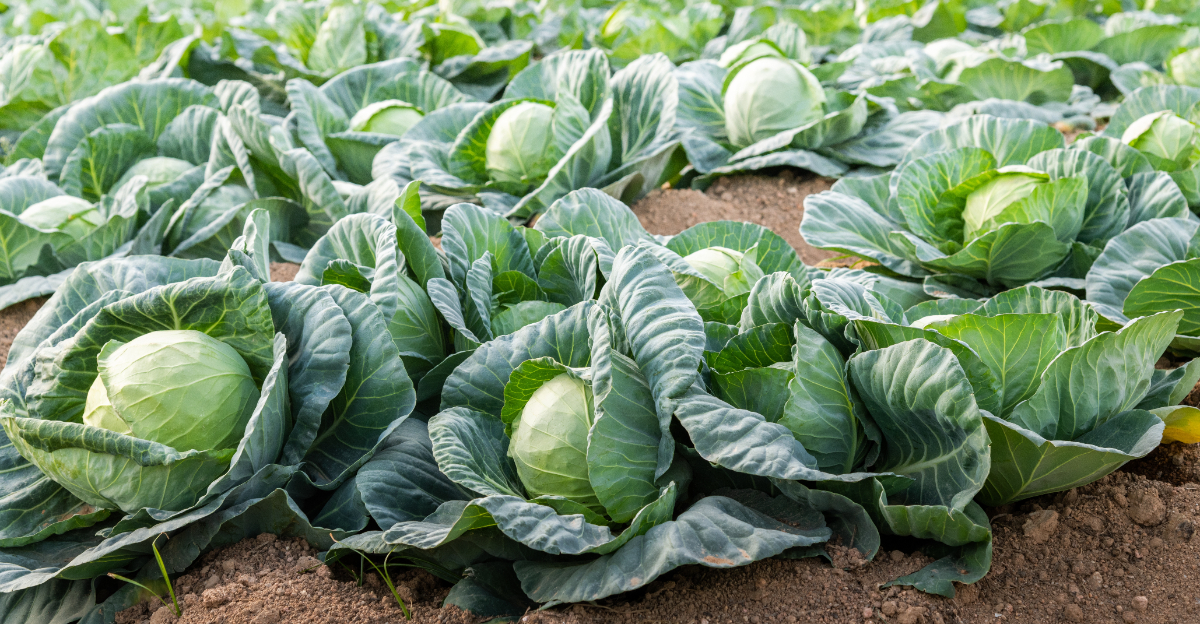 cabbage heads