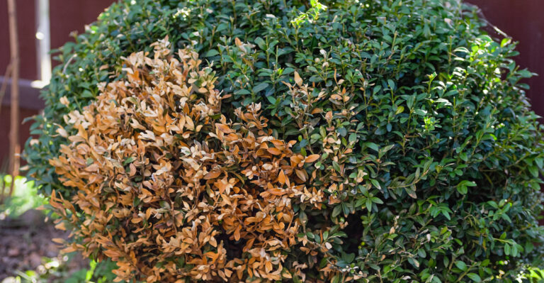 Why California Boxwood Turns Brown In The Middle And How To Revive It